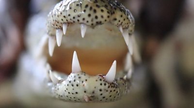 crocodile's mouth with sharp teeth