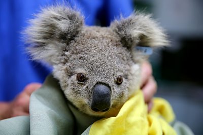 A Koala is treated for burns, Port Macquarie, NSW