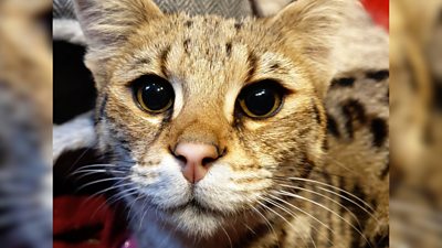 Meet Flerken the rescued half wildcat, half domestic pet