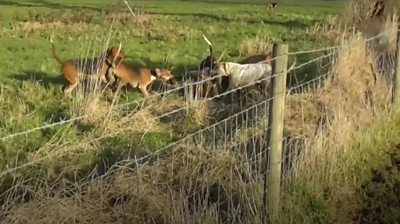 Dogs attempt to maul a deer