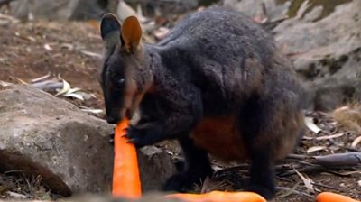 A wallaby eating a carrot