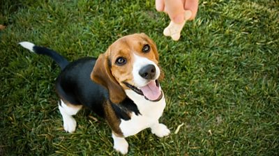 beagle and dog biscuit