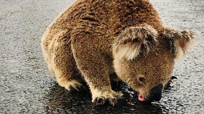 Koala drinks from puddle in Australia