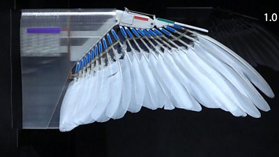 Pigeon feathers attached to a robot
