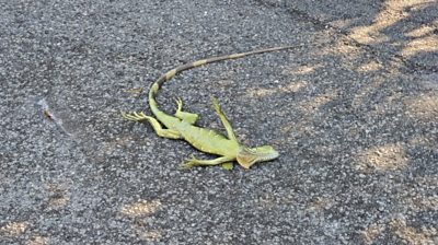 Iguana