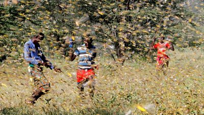 Men fighting a locust swarm