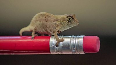 Pigmy Chameleon siting on a red pencil.