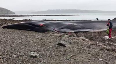 Whale stranded on beach in Cornwall