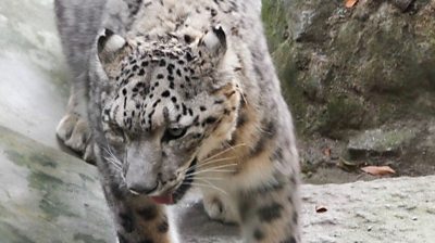 A snow leopard