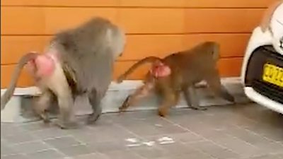 Two baboons after their escape