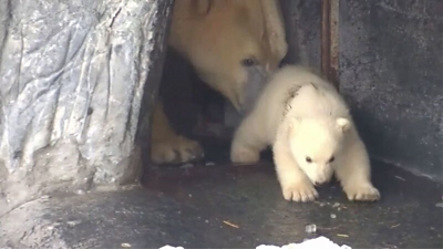A baby polar bear being pushed out of the cave by its mum