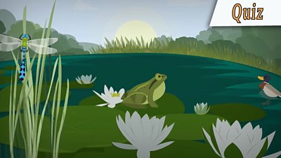 What is a pond habitat? - BBC Bitesize