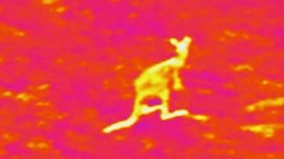 A kangaroo is spotted using an infrared lens