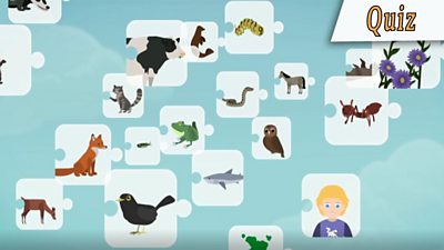 What is a food chain? - BBC Bitesize