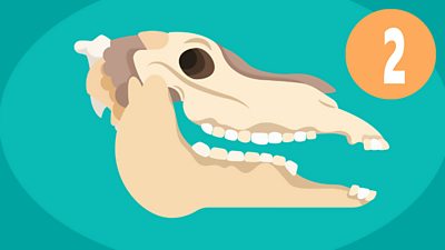 Why do animals have different teeth? - BBC Bitesize