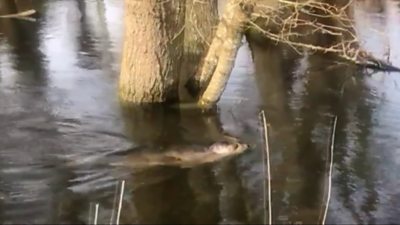 Seal stranded in river