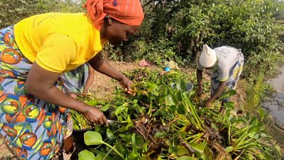 Women harvesting hyacinths
