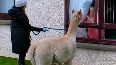 The residents had the change to see the alpacas through their windows.