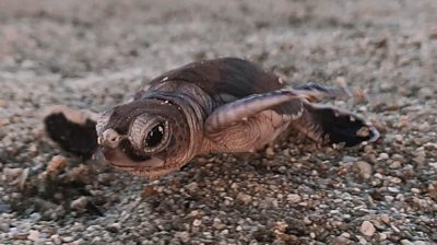 Turtle hatchling on sand