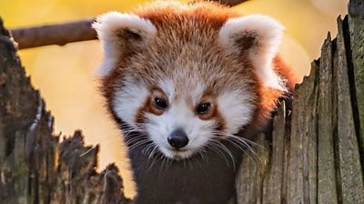 Children were able to visit Chester Zoo even though it's been closed by the coronavirus pandemic.