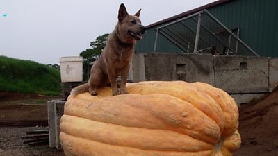 Dog sitting on giant pumpkin