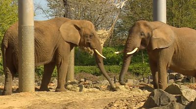 Elephants at Colchester Zoo