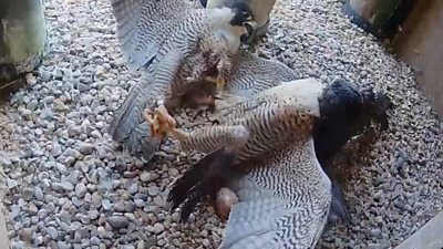 Peregrine falcons fighting in a nest