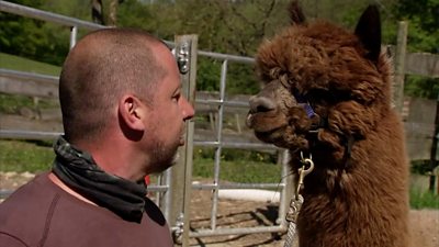 Coronavirus therapy: alpacas go online to save a business during lockdown