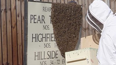 Bees swarm on street sign
