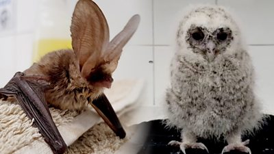 A bat and an owl