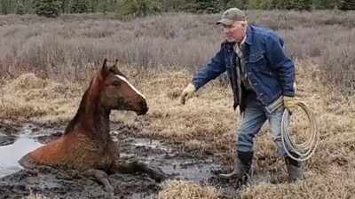 Wild horse rescued from muddy bog