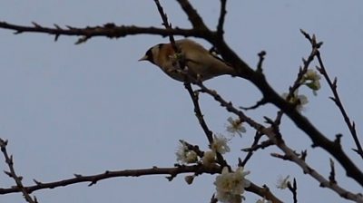 A bird perches on a tree in Shrewsbury