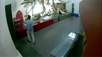 Night at the museum: Man breaks into dinosaur exhibit, taking selfies