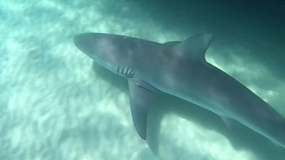 Sharks Everywhere Angler Films Feeding Frenzy In Australia c News