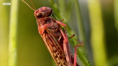 A locust on crops