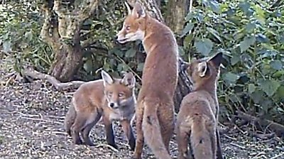 The fox and her pups are filmed playing in Northumberland.