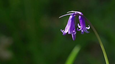 a-blue-bell-flower-sits-in-sunlight-surrounded-by-trees-and-plants