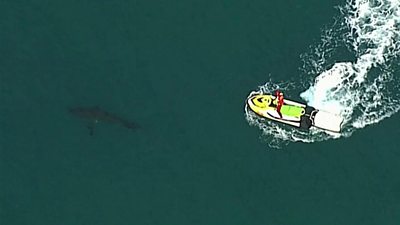 Great white shark off New South Wales