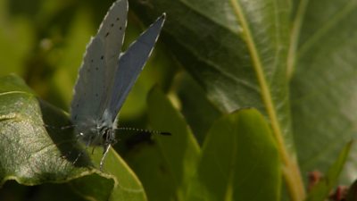 The holly blue butterfly filmed in Deal