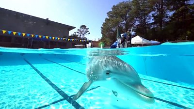 A robotic dolphin