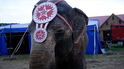 Elephant in circus