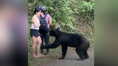 A brown bear paws at a women's calf