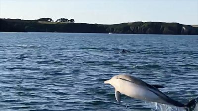 Nicky Michelmore caught as many as 40 dolphins cavorting on camera