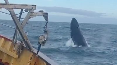 Fishermen stunned as whale breaches next to boat