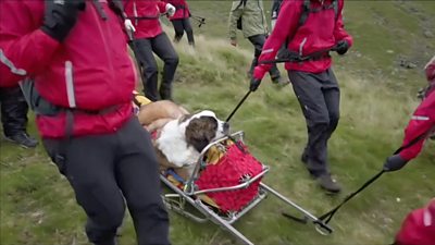 The St Bernard is back home after collapsing on Scafell Pike, England's highest mountain.