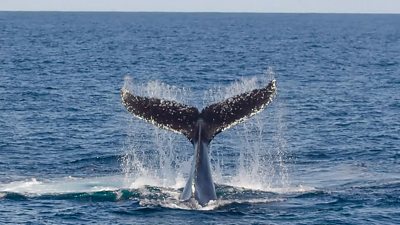 Whale tail breaching ocean