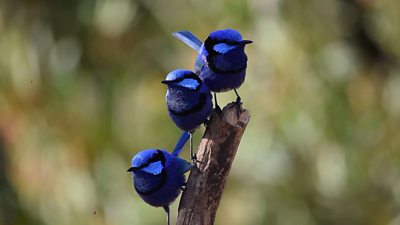 Three fairy wrens sitting together