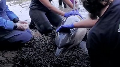 Dolphin rescue