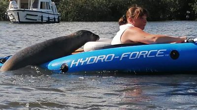 A seal climbing on a kayak
