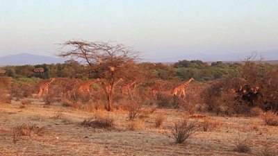 Giraffes at Maasai Mara national game reserve